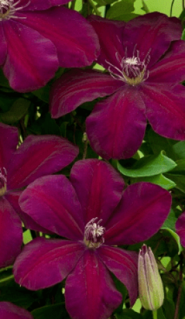 Саженцы Клематис Мазовше (Mazowsze) С2 (НС)