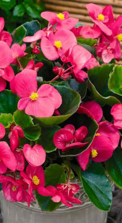 Рассада бегонии Нон-стоп Р9 (КФХ Дудченко В.В.)