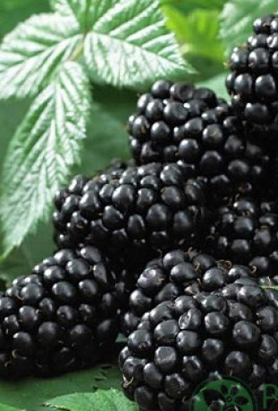 Саженец ежевики бесшипной Блек меджик в конт. С2 (ЛК)