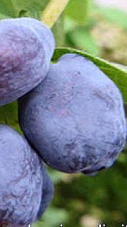 Саженцы Жимолость Сердце гиганта С2 (НС)