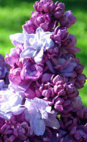 Саженец сирени Катерина Хамевейер в конт. С2 (Новатор Сад КХ)