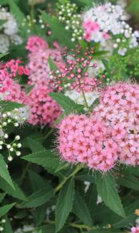 Саженец спиреи японской Genpei в конт. С2 (Зеленый горизонт ФХ)