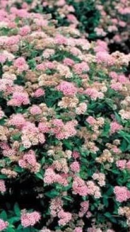 Саженец спиреи японской Литтл Принцесс в конт. С2 (НС)