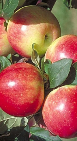 Саженец яблони Медуница в контейнере (СП)