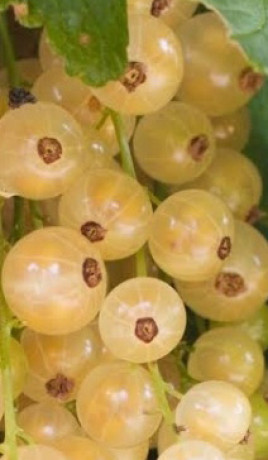 Саженец смородины белой Баяна, ОКС (П)