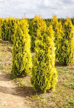 Саженец туи западной Янтарь (JANTAR) в конт. С2 (НС)