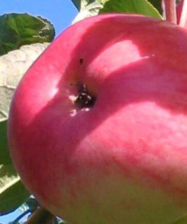 Саженец яблони Ранак, ОКС (НС)