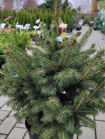 Саженец Ели колючей (pungens) Glauca Kaibab 80-100см, в контейнере С15 (ЗГ)