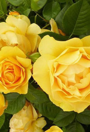 Розы саженцы флорибунда Golden Wedding
