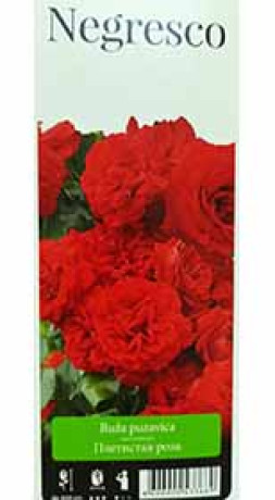 Розы саженцы плетистая Negresco