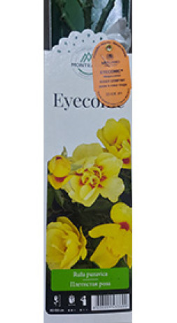 Розы саженцы плетистая Eyeconic