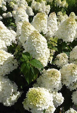 Саженец гортензии метельчатой Полар Бир (Polar Bear) 1 год, в цветной коробке, ОКС (ЗГ)