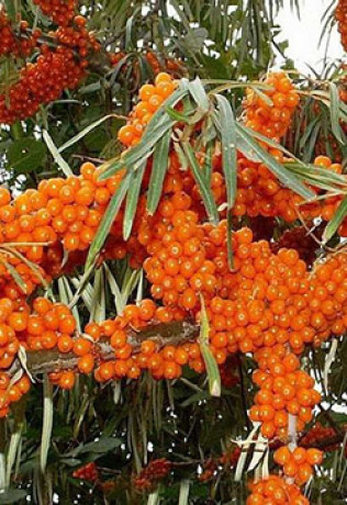 Саженец облепихи Нивелена в конт. С3 (НС)