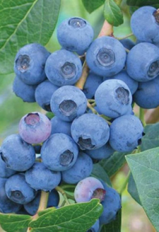 Саженец голубики Дарроу в конт. С2, 3 года (ООО Салита)