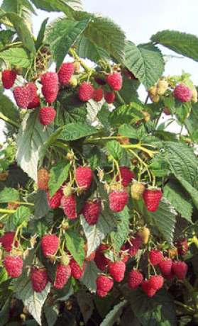 Саженец Малины Химбо-топ, ОКС (П)