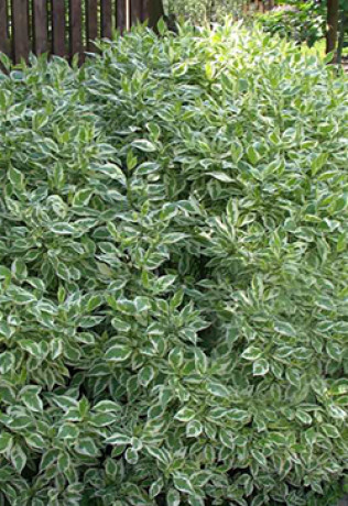 Саженец дерен Байхало в контейнере С2 (НС)