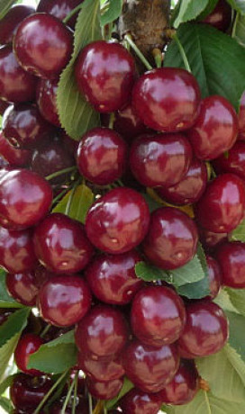 Саженцы Вишня Уйфехертой Фюртош