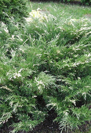 Саженец можжевельника казацкого Variegata в контейнере C5 (НС)