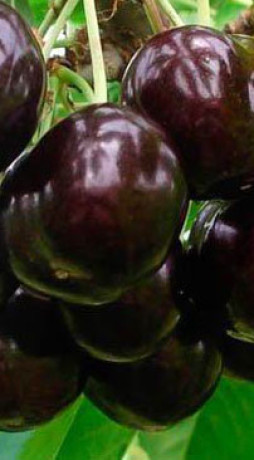 Саженцы Черешня Ипуть