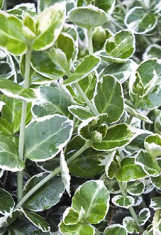 Саженец Бересклета Euonymus fortunei (Emerald Gaiety) в контейнере Р9 (Д)