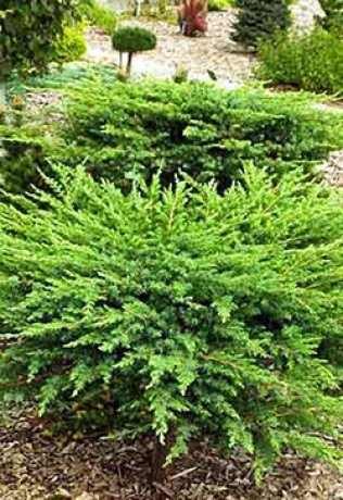 Саженец можжевельника прибрежного Шлягер (Schlager) Р9 (Д)