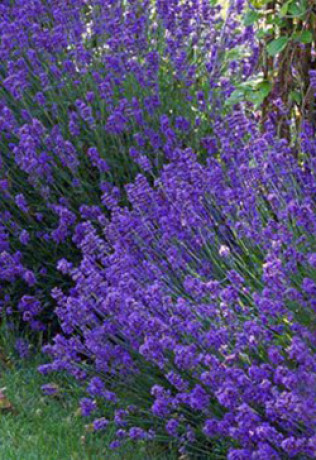 Саженец Лаванды Munstead в контейнере Р9 (Д)