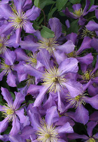 Саженец клематиса Радищев (Radischev) в конт. С2 (СП)