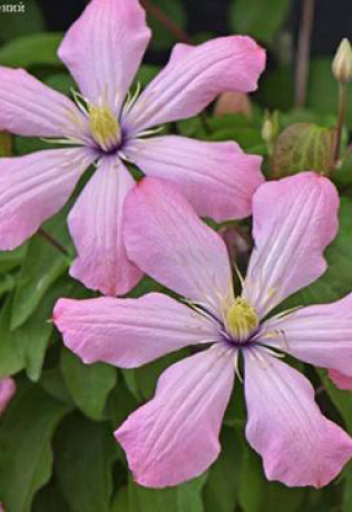 Саженец клематиса Ай-Нор в конт. С2 (СП)