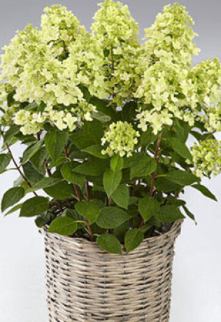 Саженец гортензии метельчатой Панфлора, 1 год ОКС (ЗГ)