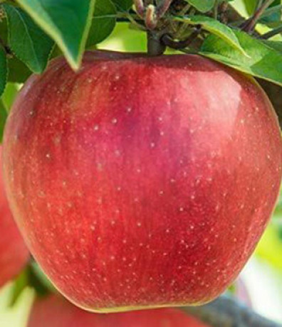 Саженец яблони Эвелина в контейнере (СП)