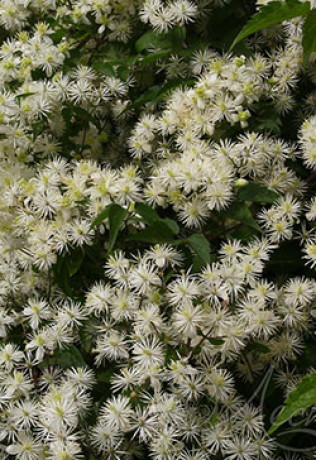 Саженец клематиса Касандра (Cassandra) в конт. С2 (КФХ 