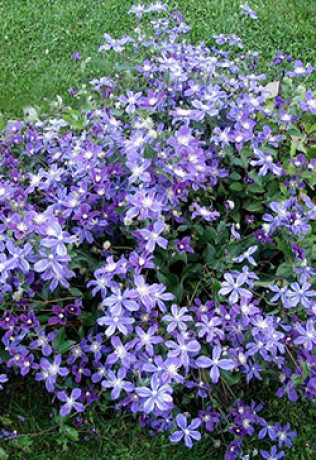 Саженец клематиса Кассандра (Cassandra) в конт. С2 (СП)