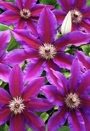 Саженец клематиса Акаиши в контейнере С2 (НС)