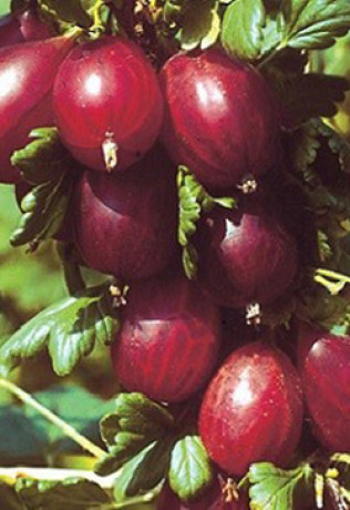 Саженец крыжовника Хинномаки Рот в конт. С2 (НС)