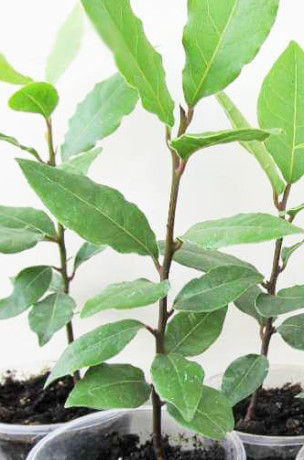 Растение Лавр Благородный в конт. Р14, 50см. (Р)