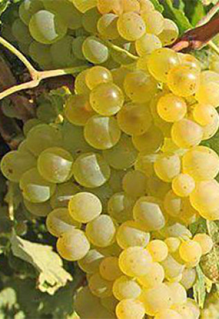 Саженец винограда Супага в контейнере С2 (ЭР)