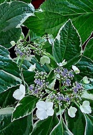 Саженец гортензии пестролистной Альбомаргината в конт. С2 (СП)