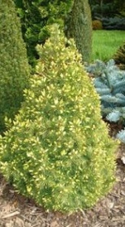 Саженец ели канадской Дейзи Уайт (Daisy's White) в конт. С5 (НС)