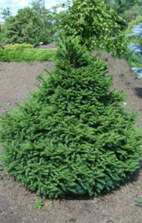 Саженец Ели обыкновенной Барри в конт. С5 (НС)