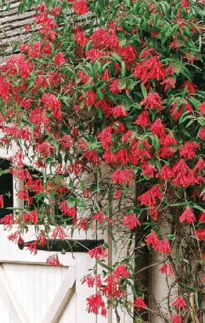 Саженец жимолости декоративной оранжевой Брауна в конт. С2 (СП)