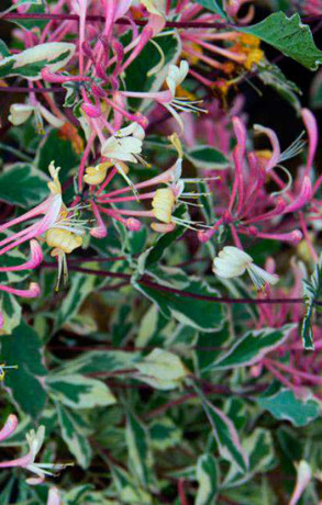 Саженец жимолости декоративной пестролистной Арлекин в конт. С2 (СП)