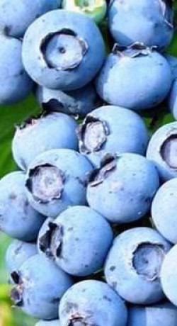 Саженец голубики Элизабет в конт. С5, 4года (С)