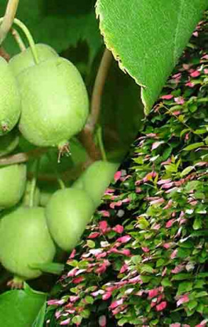 Саженец актинидии коломикта самоплодная в конт. С2 (СП)