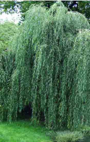 Саженец ивы плакучей в конт. С4 (СП)