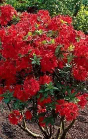 Саженец азалии Набукко в конт. С2 (НС)