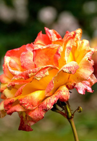 Розы саженцы грандифлора Philipe Noiret