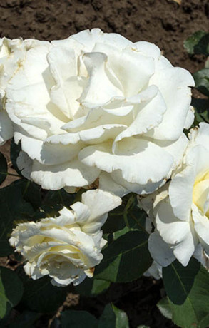 Розы саженцы плетистая Schneewalzer