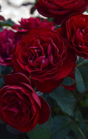 Розы саженцы на штамбе флорибунда Lavaglut