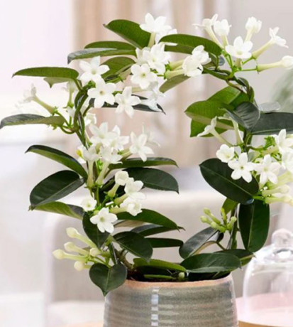 Растение Стефанотис Р12 (ФГ)