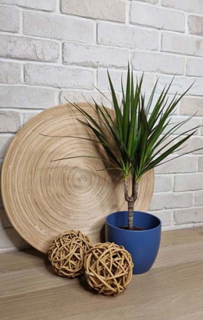 Растение Драцена маргината биколор Р12 (ФГ)